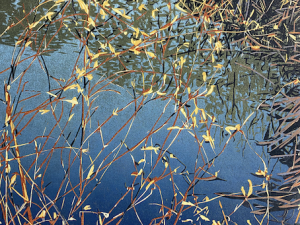 Jean Gumpper (Featured Artist)